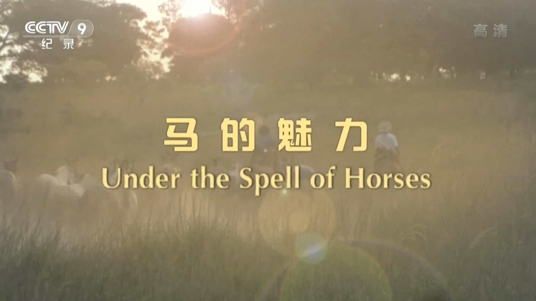 关于马的纪录片《马的魅力 Under The Spell Of Horses 2009》全4集 外语中字 1080P高清网盘下载