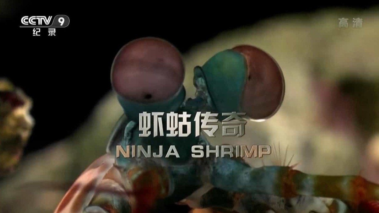 央视自然《虾蛄传奇 Ninja Shrimp 2012》全1集 国语中字 720P高清网盘下载