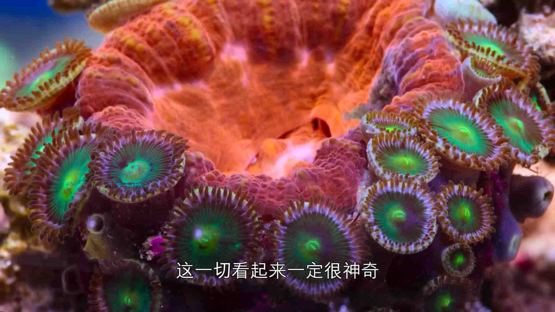 澳大利亚纪录片《河豚之家：神奇的珊瑚礁 Microworlds: Reef 2021》全1集 英语中字 1080P高清网盘下载