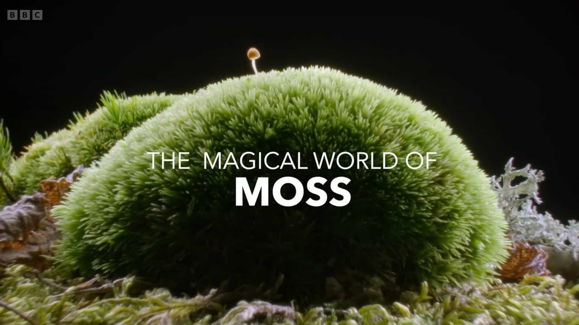 BBC纪录片《神奇的苔藓世界 The Magical World of Moss 2023》全1集 英语中英双字  1080P高清网盘下载