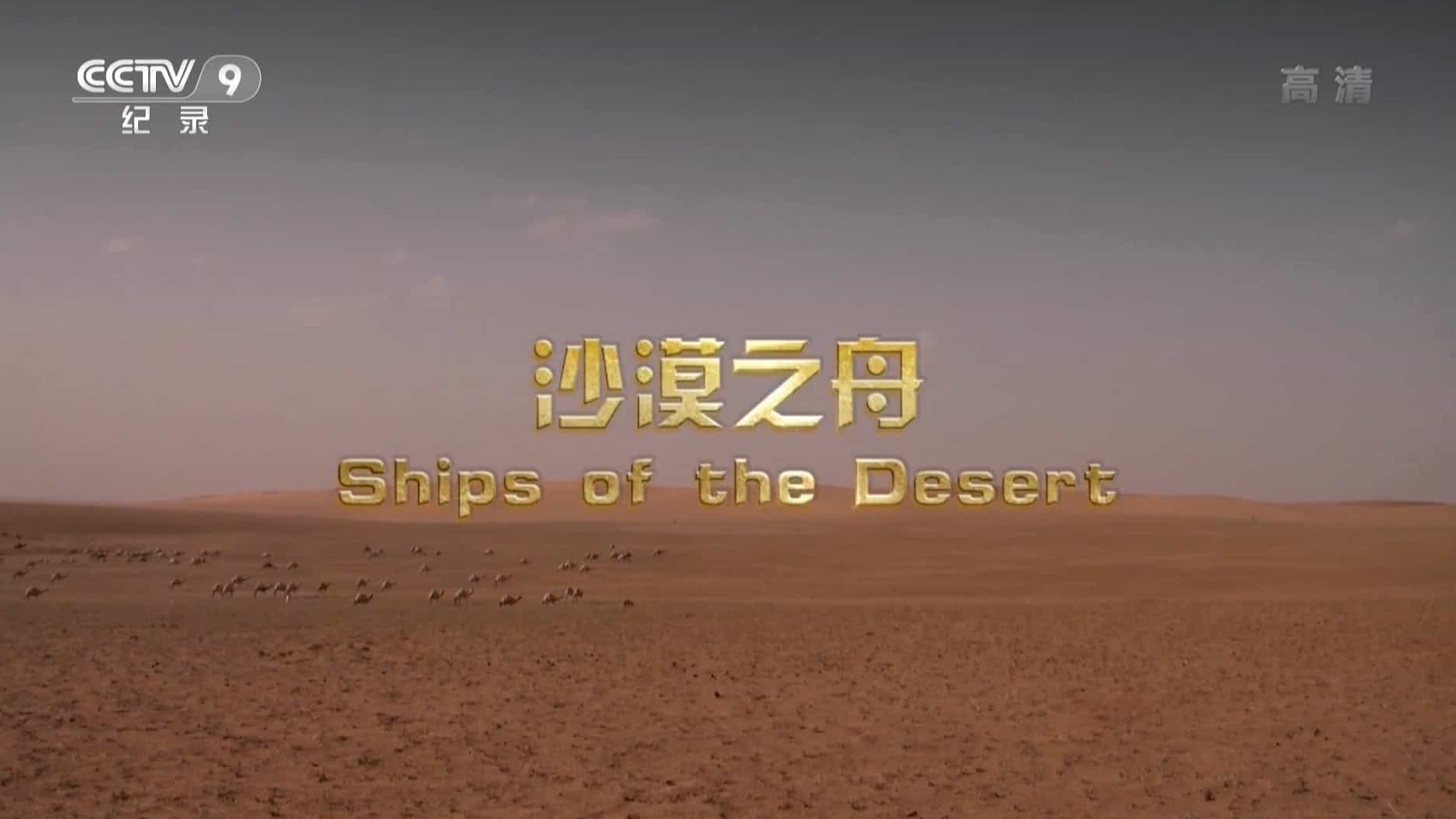 奥地利纪录片《沙漠之舟 Ships of the Desert 2012》全1集 国语中字 1080P高清网盘下载