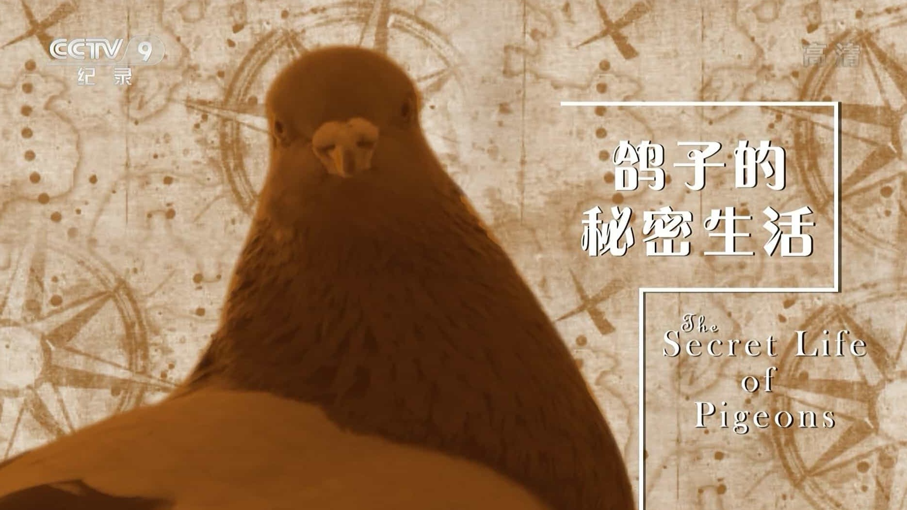 央视纪录片《鸽子的秘密生活 The Secret Life of Pigeons 2016》全1集 国语中字 1080P高清网盘下载