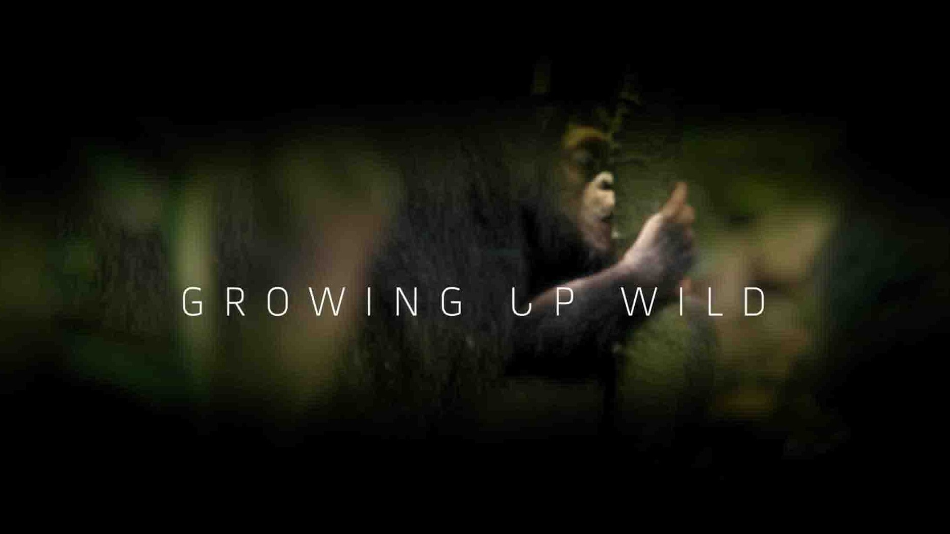 迪士尼纪录片《大自然成长记/征服荒野 Growing Up Wild 2016》全1集 英语多国中字 1080P高清网盘下载