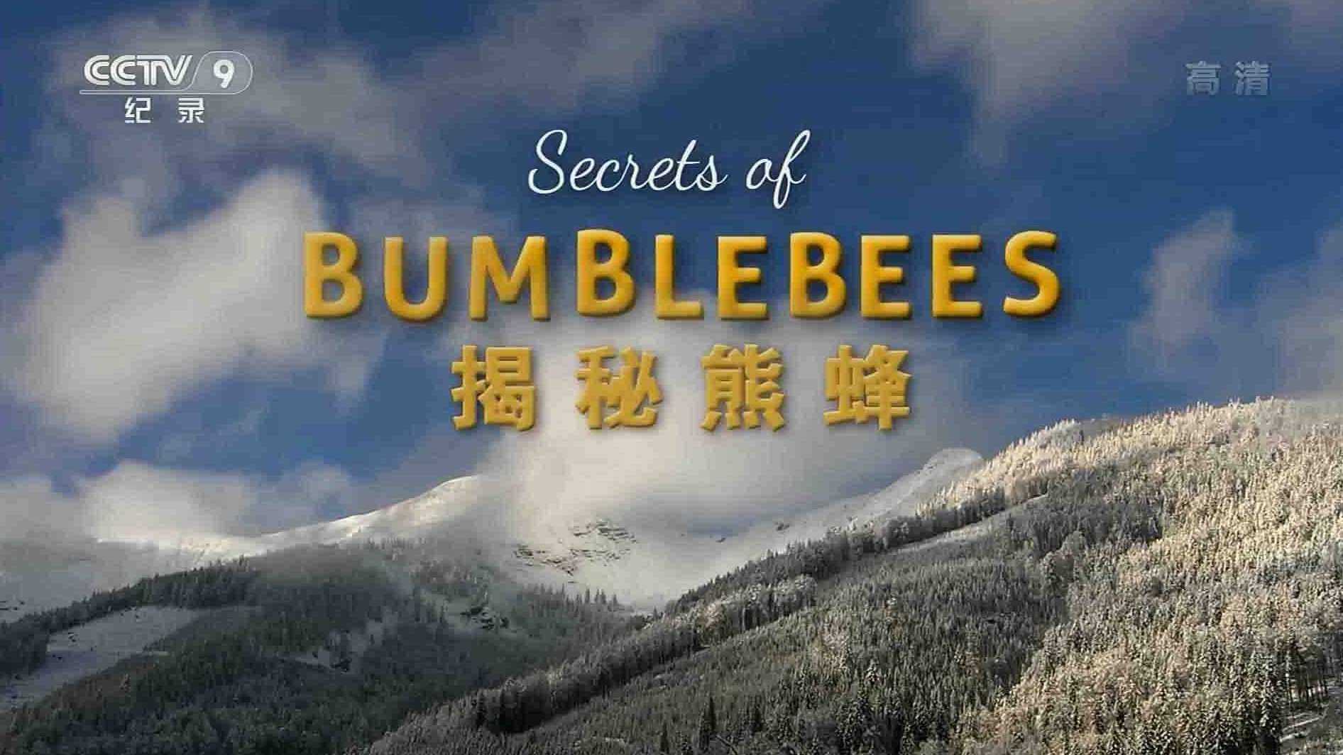 奥地利纪录片《揭秘熊蜂 Secrets of BumbleBees 2013》全1集 国语中字 1080i高清网盘下载