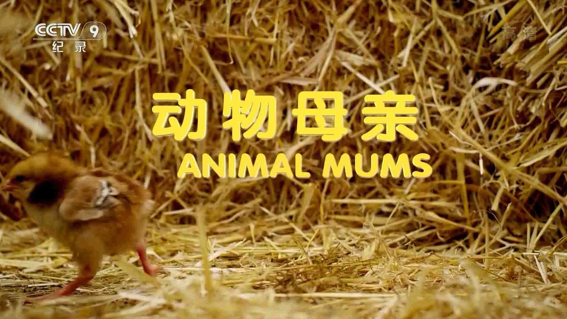 央视纪录片《动物母亲 Animal Mums 2015》全3集 国语中字 1080P高清网盘下载