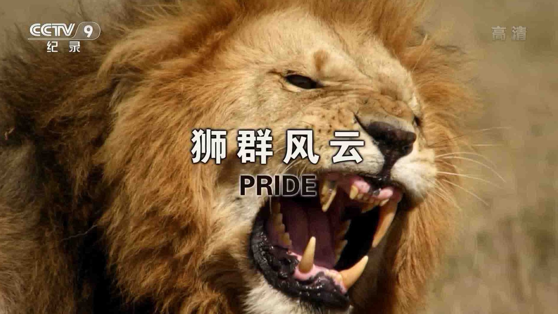 央视纪录片《狮群风云 Pride 2016》全2集 国语中字 1080i高清网盘下载