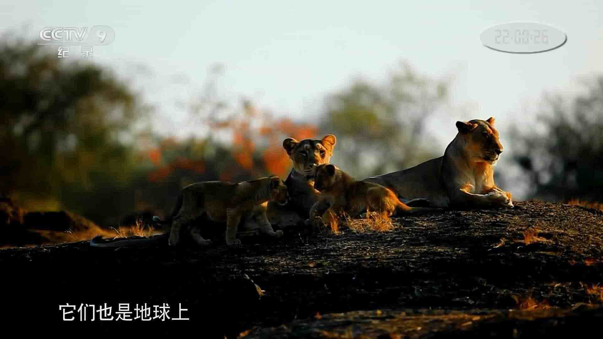 央视纪录片《与猛兽为邻 Living with Maneaters 2017》全1集 国语中字 1080i高清网盘下载