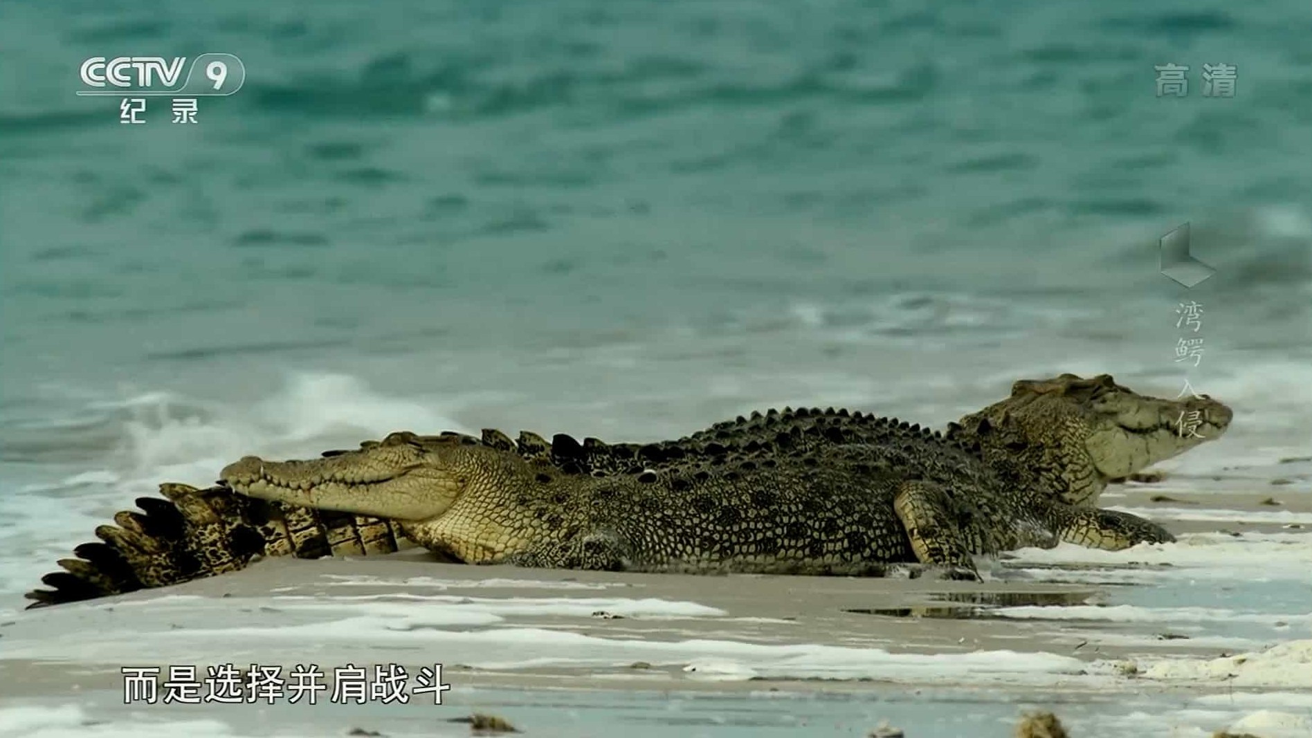 央视纪录片《湾鳄入侵 2015》全1集 国语中字 1080i高清网盘下载