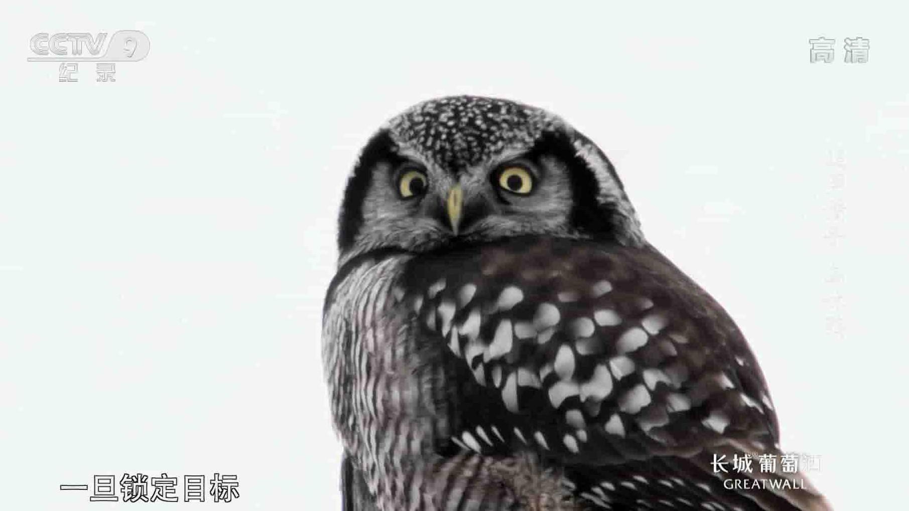 BBC纪录片/央视纪录片《追声猎手：乌林鸮 Acoustic Predators:Great Gray Owls 2016》全1集 国语中字 1080i高清网盘下载