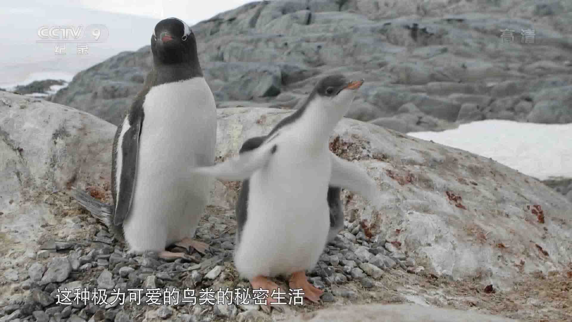 央视纪录片《巴布亚企鹅的夏天 2017》全1集 国语中字 1080P高清网盘下载