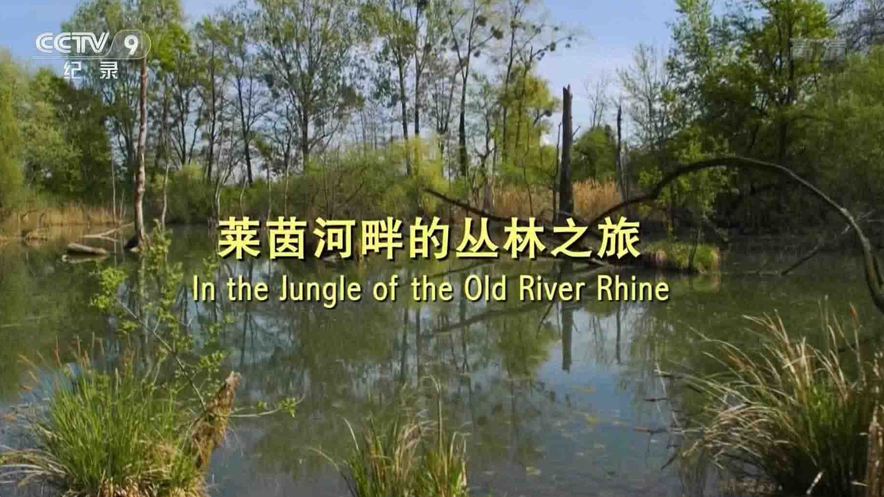 央视纪录片《莱茵河畔的丛林之旅 In the Jungle of the Old River Rhine 2017》全1集 国语中字 1080P高清网盘下载