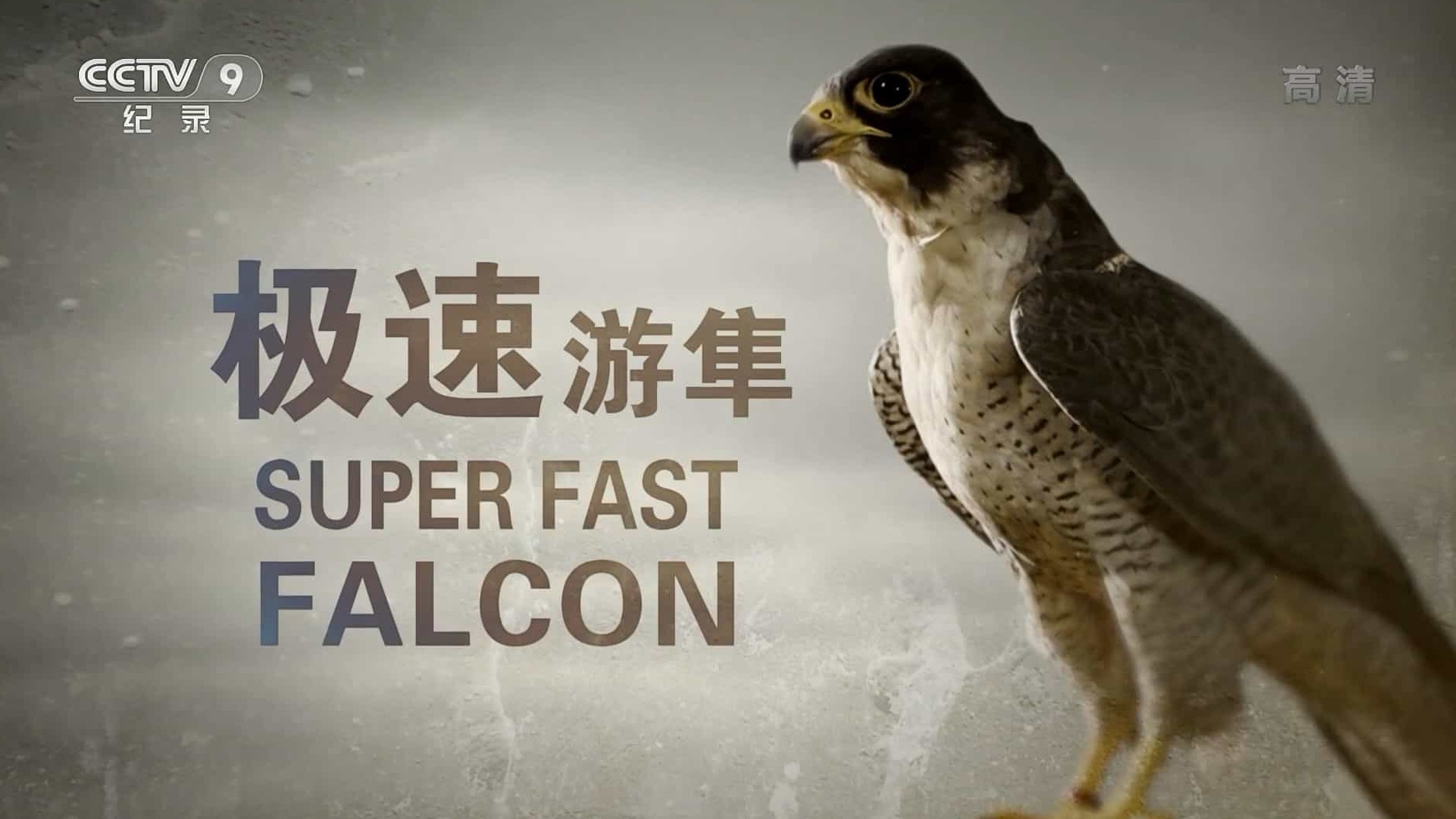 BBC纪录片《极速游隼 Super Fast Falcon 2018》全1集 国语中字 1080i高清网盘下载