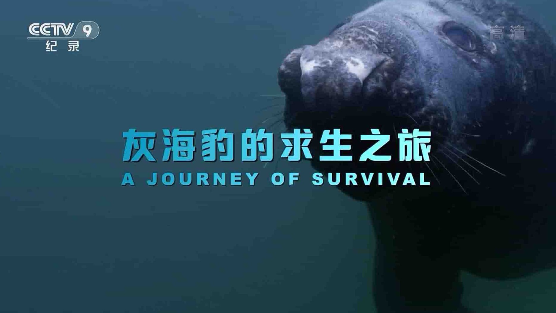 央视纪录片《灰海豹的求生之旅 A Journey of Survival 2018》全1集 国语中字 1080i高清网盘下载