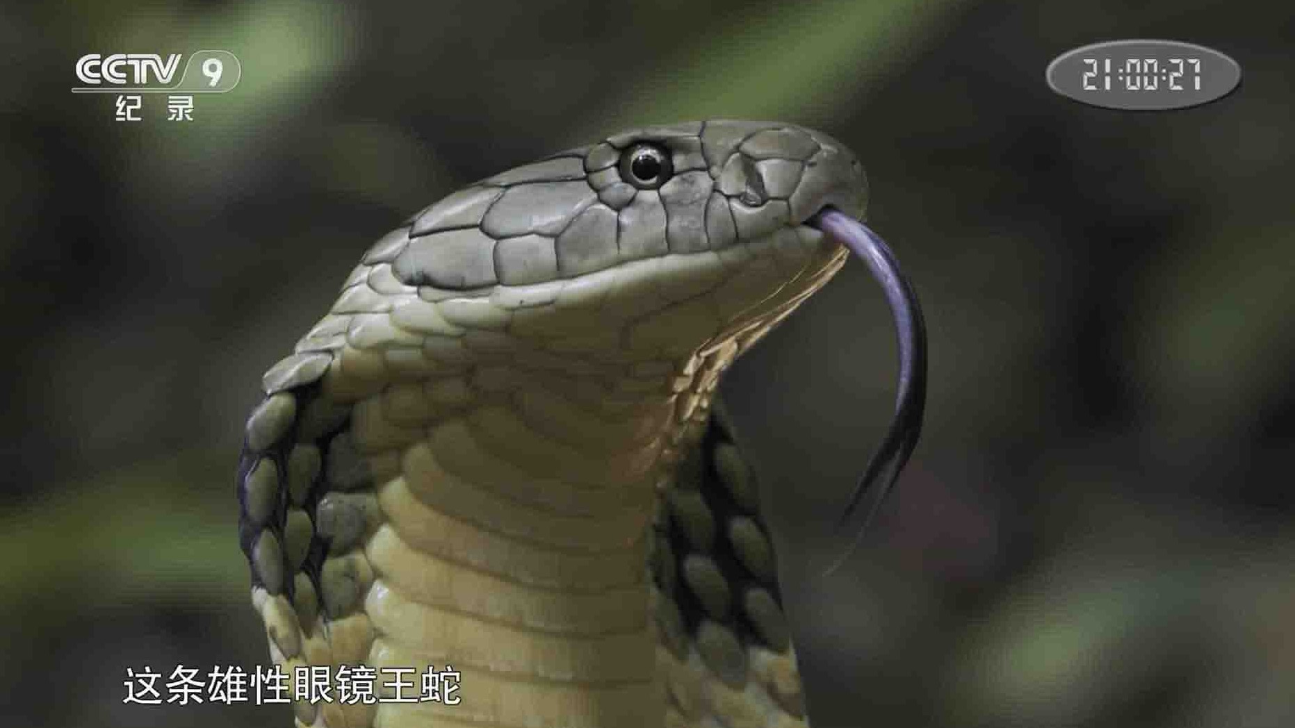 央视纪录片《寻找眼镜王蛇 Search for the King Cobra 2015》全3集 国语中字 1080i高清网盘下载