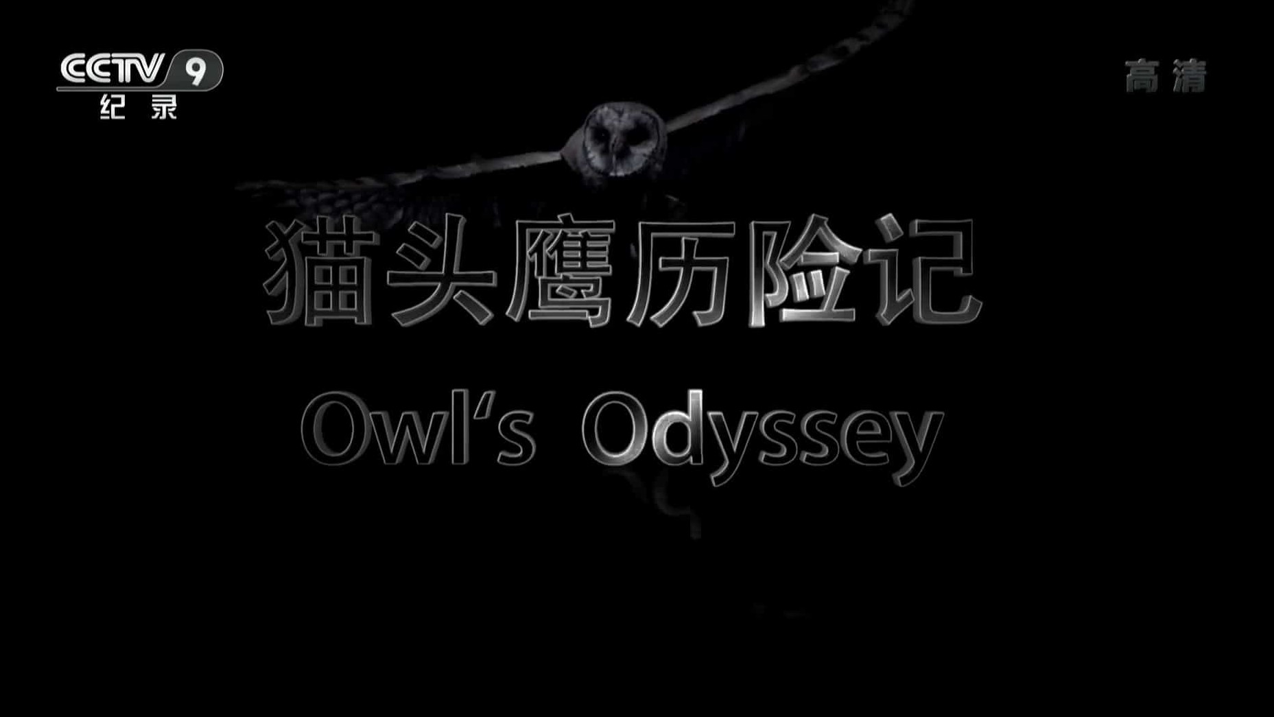 央视纪录片《猫头鹰历险记 Owl Odyssey 2014》全1集 国语中字 1080i高清网盘下载