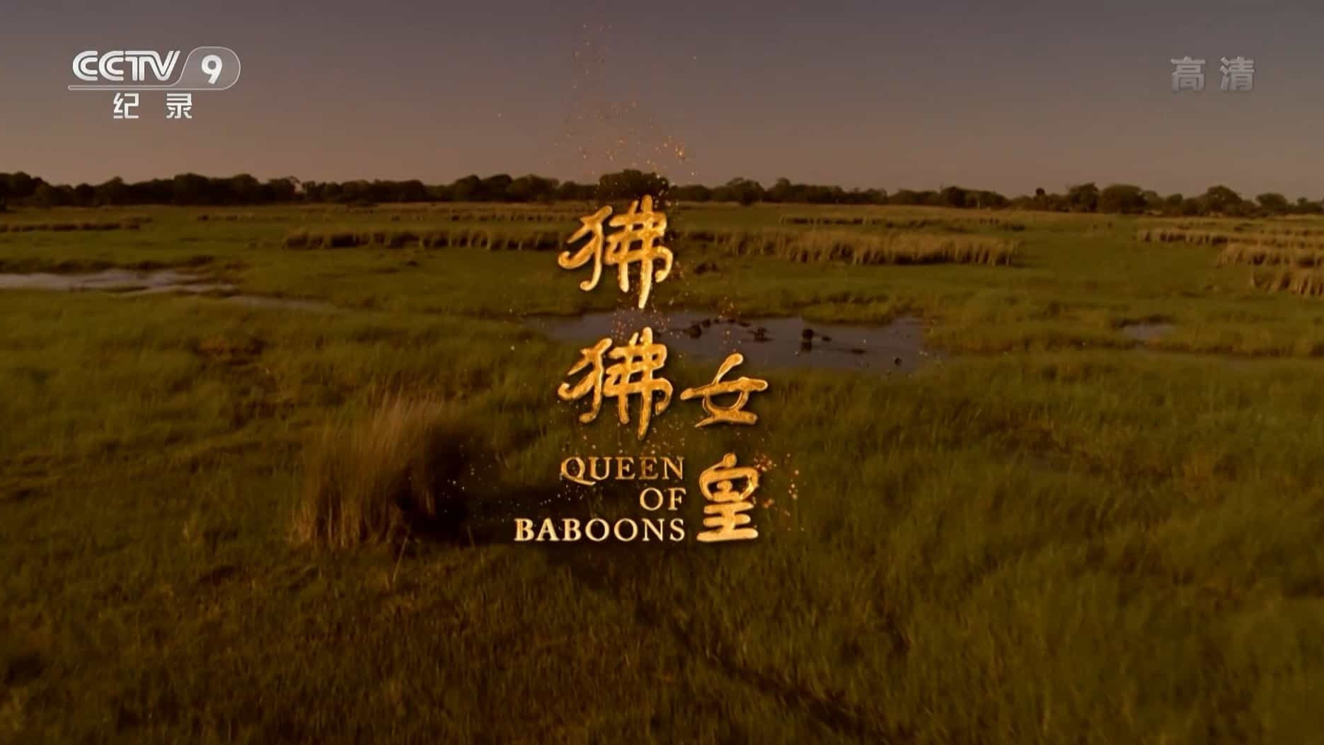 央视纪录片《狒狒女皇 Queen of the Baboons 2015》全1集 国语中字 1080P高清网盘下载