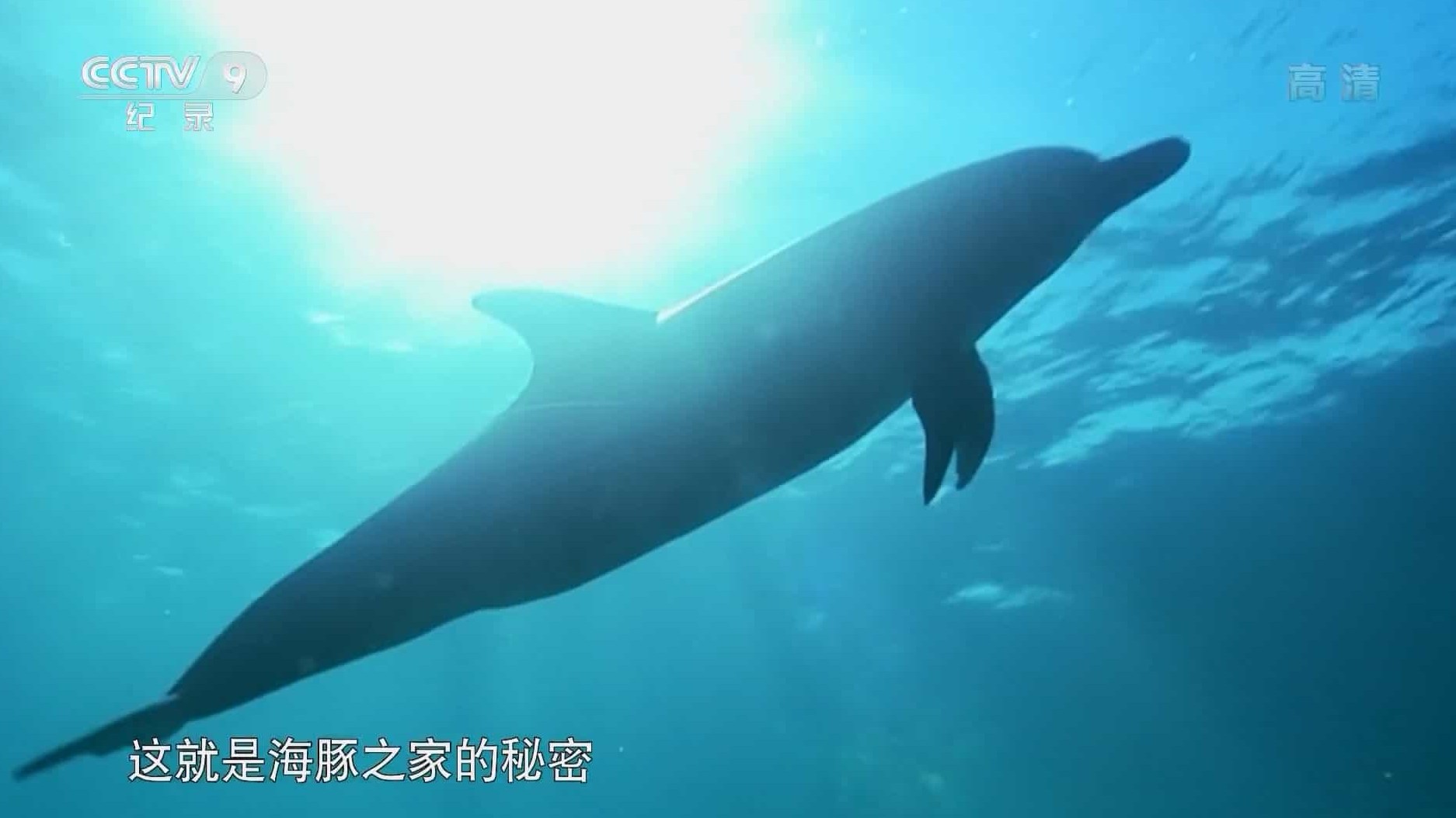 央视纪录片《海豚之家的秘密 The Girl Who Talked To Dolphins 2017》全1集 国语中字 1080P高清网盘下载