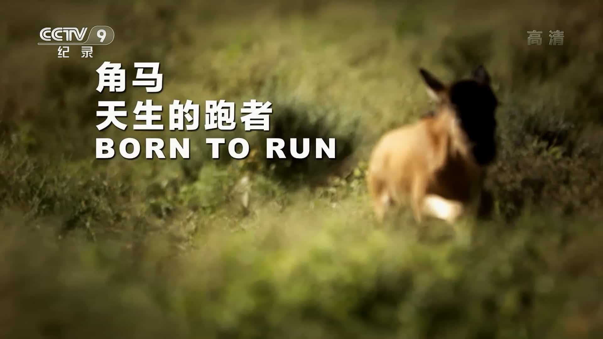 央视纪录片《角马：天生的跑者 Born to Run 2017》全1集 国语中字 1080i高清网盘下载