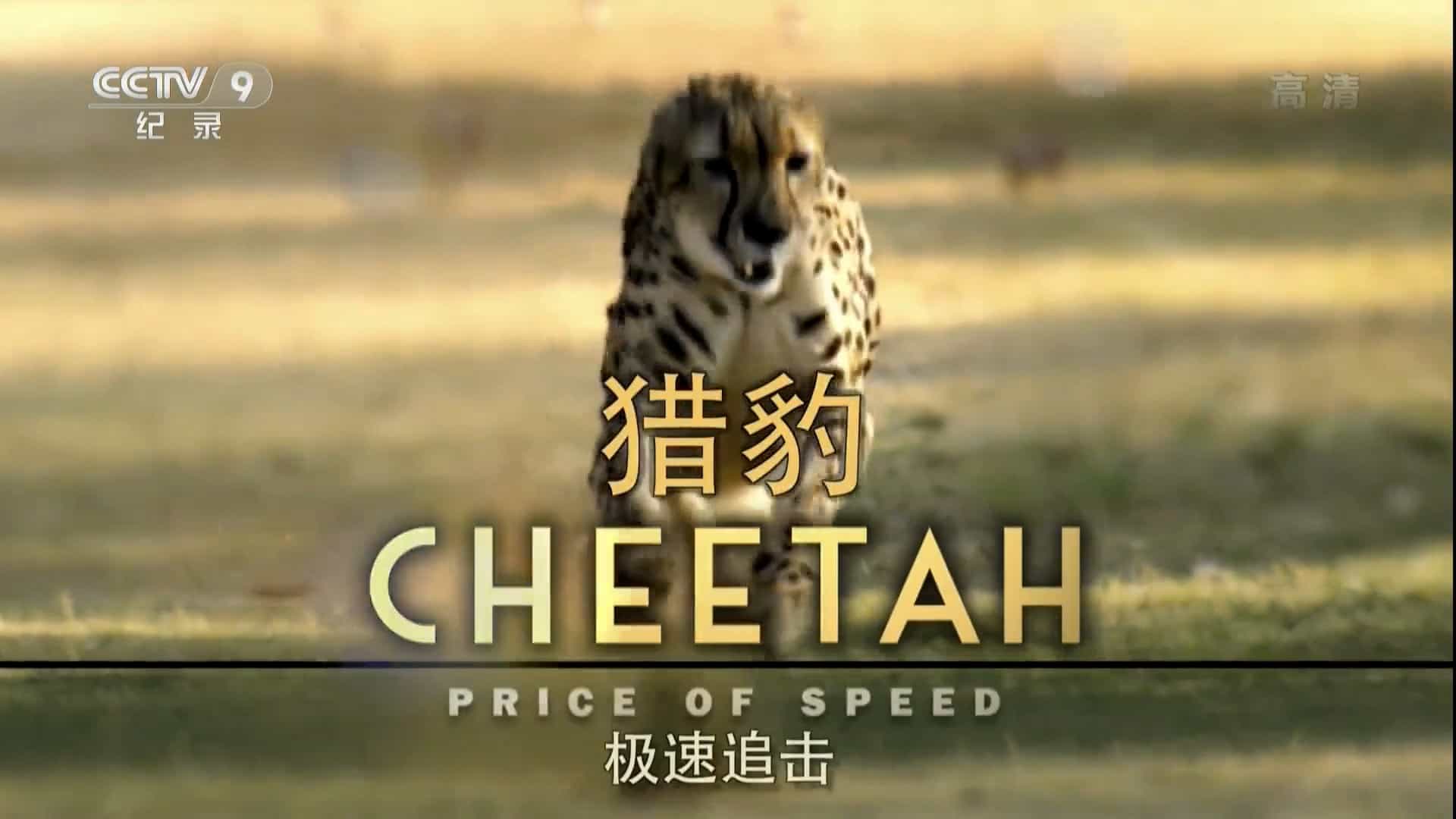 央视纪录片《猎豹-极速追击 Cheetah:Price of Speed 2010》全1集 国语中字 1080i高清网盘下载