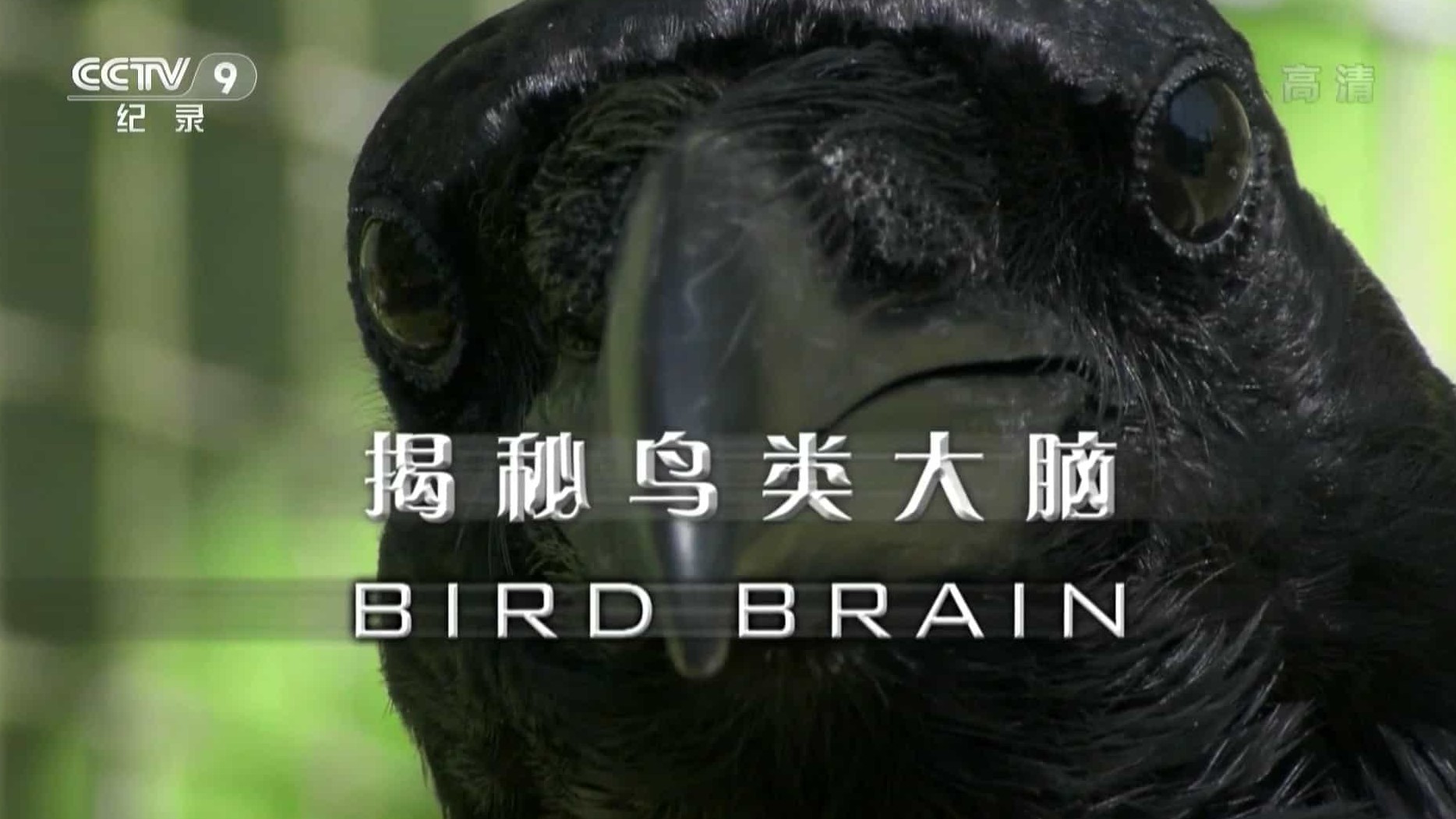 PBS纪录片《揭秘鸟类大脑 Bird Brain 2011》全1集 国语中字  1080i高清网盘下载