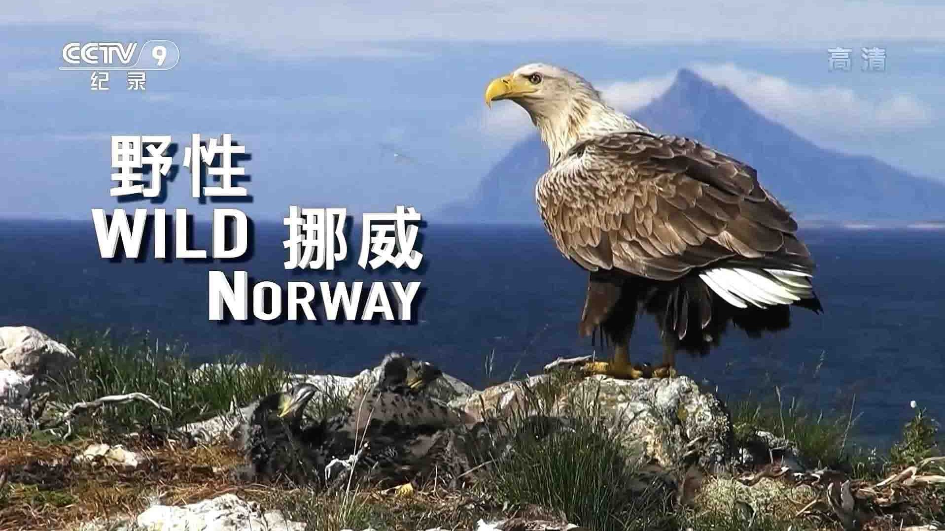 央视纪录片《野性挪威/狂野挪威 Wild Norway 2020》全1集 国语中字 1080i高清网盘下载