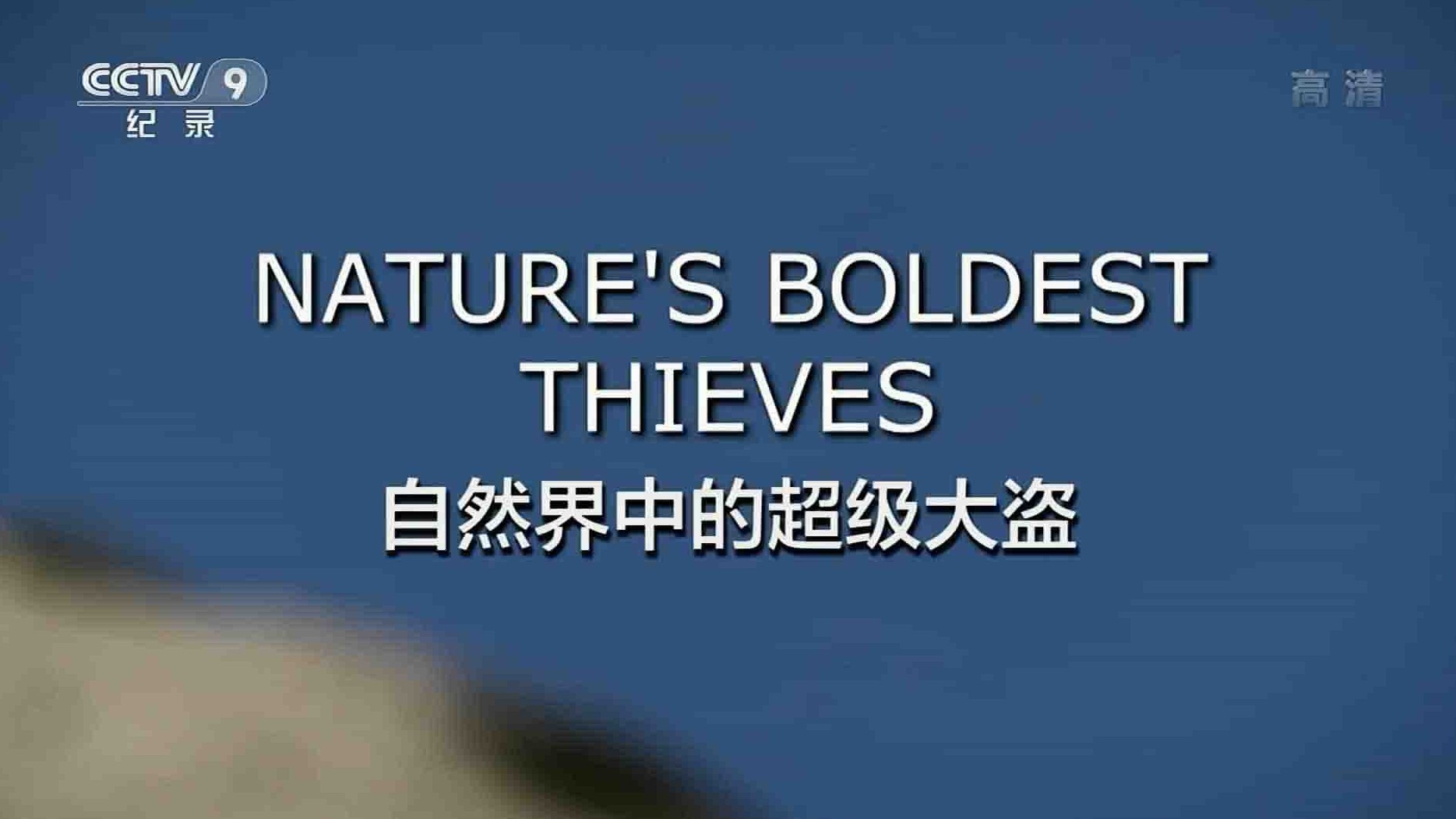 央视纪录片《自然界里的超级大盗 Nature’s Boldest Thieves 2017》全1集 国语中字 1080i高清网盘下载