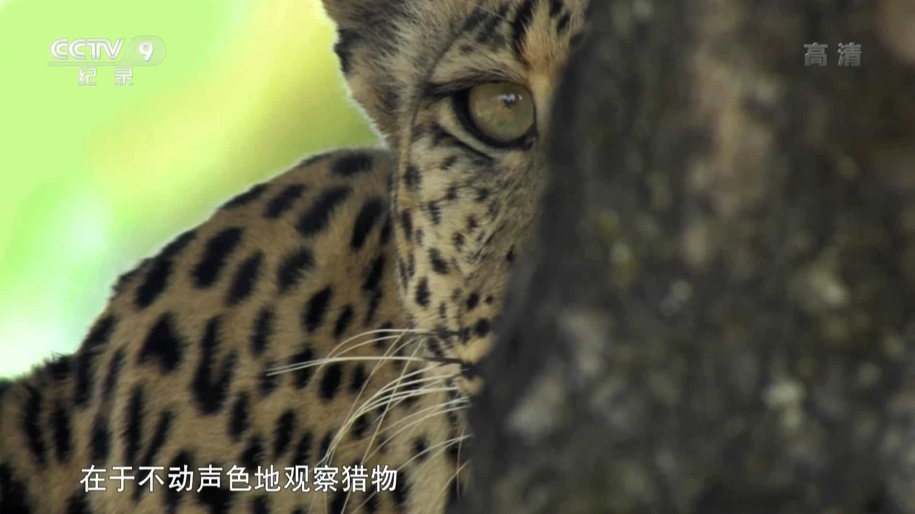 央视纪录片《花豹传奇 The Unlikely Leopard 2015》全1集 国语中字 1080P高清网盘下载