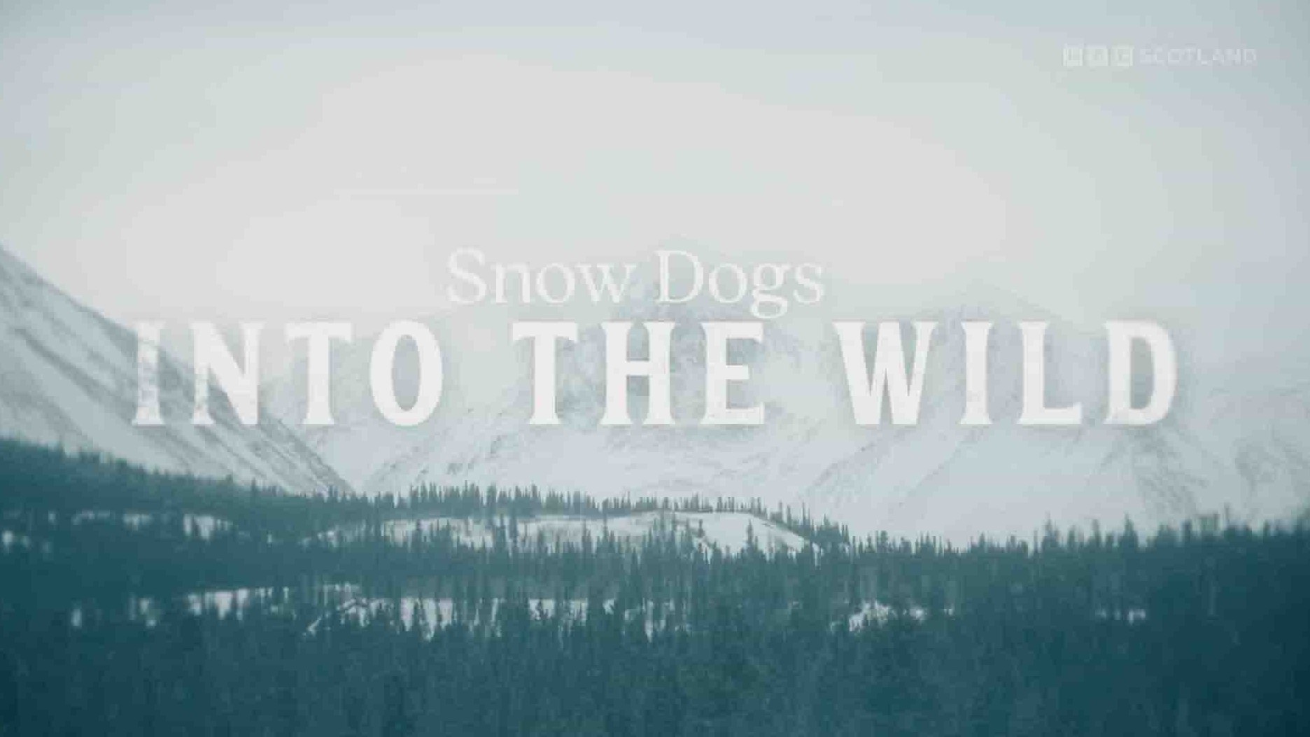 BBC纪录片《雪犬：进入荒野 Snow Dogs: Into the Wild 2022》全1集 英语中英双字 1080P高清网盘下载