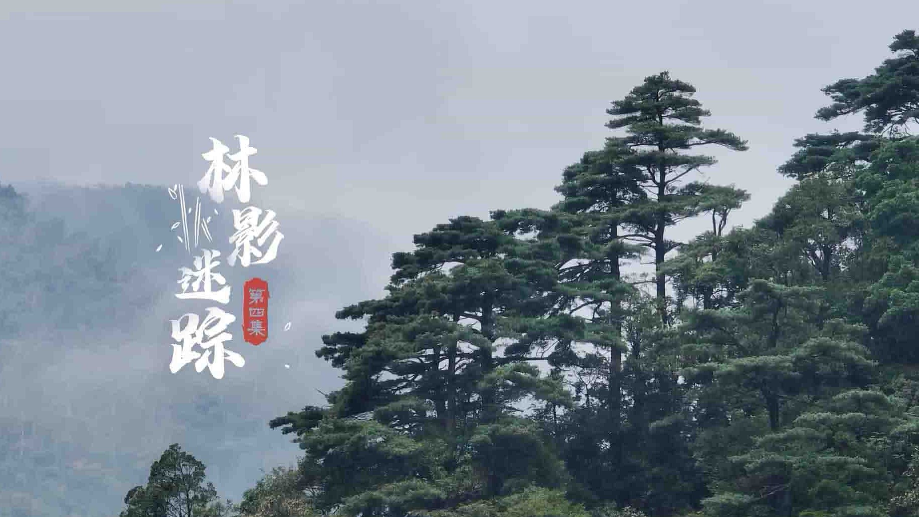 国产纪录片《绿美广东·野性岭南 2023》第1季全5集 国语中字 1080P高清网盘下载