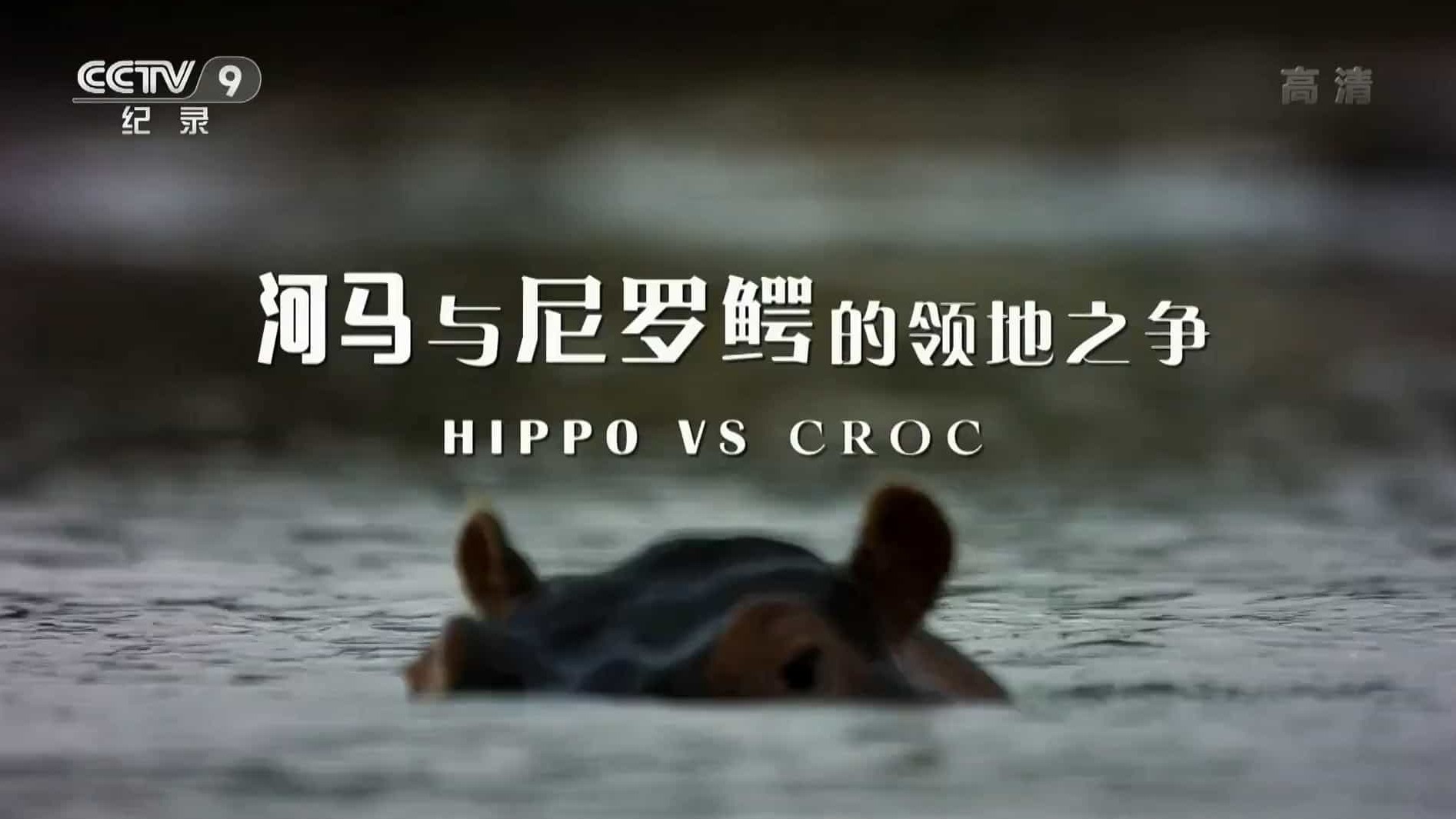 央视纪录片《河马与尼罗鳄的领地之争 Hippo vs Croc 2018》全1集 国语中字 1080P高清网盘下载