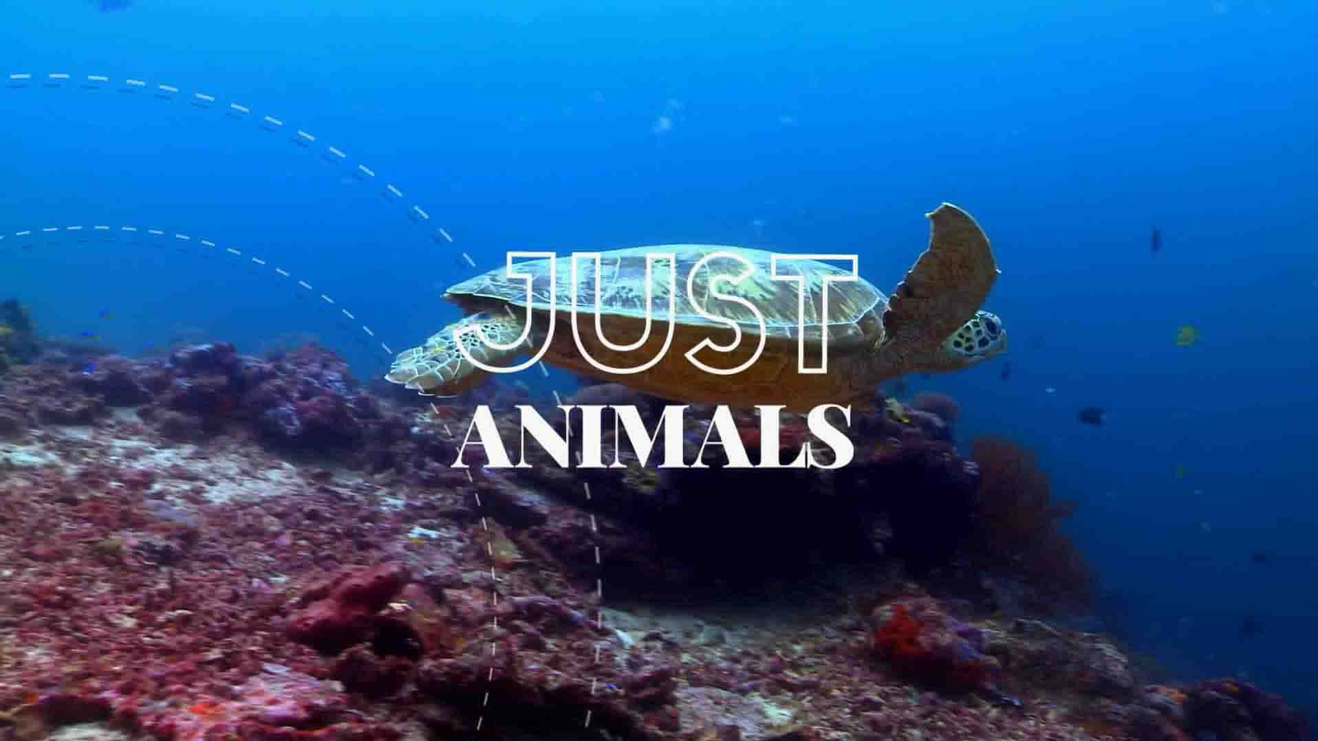 澳大利亚纪录片《只是动物 Just Animals 2018》第1季全10集 英语中英双字 1080P高清网盘下载