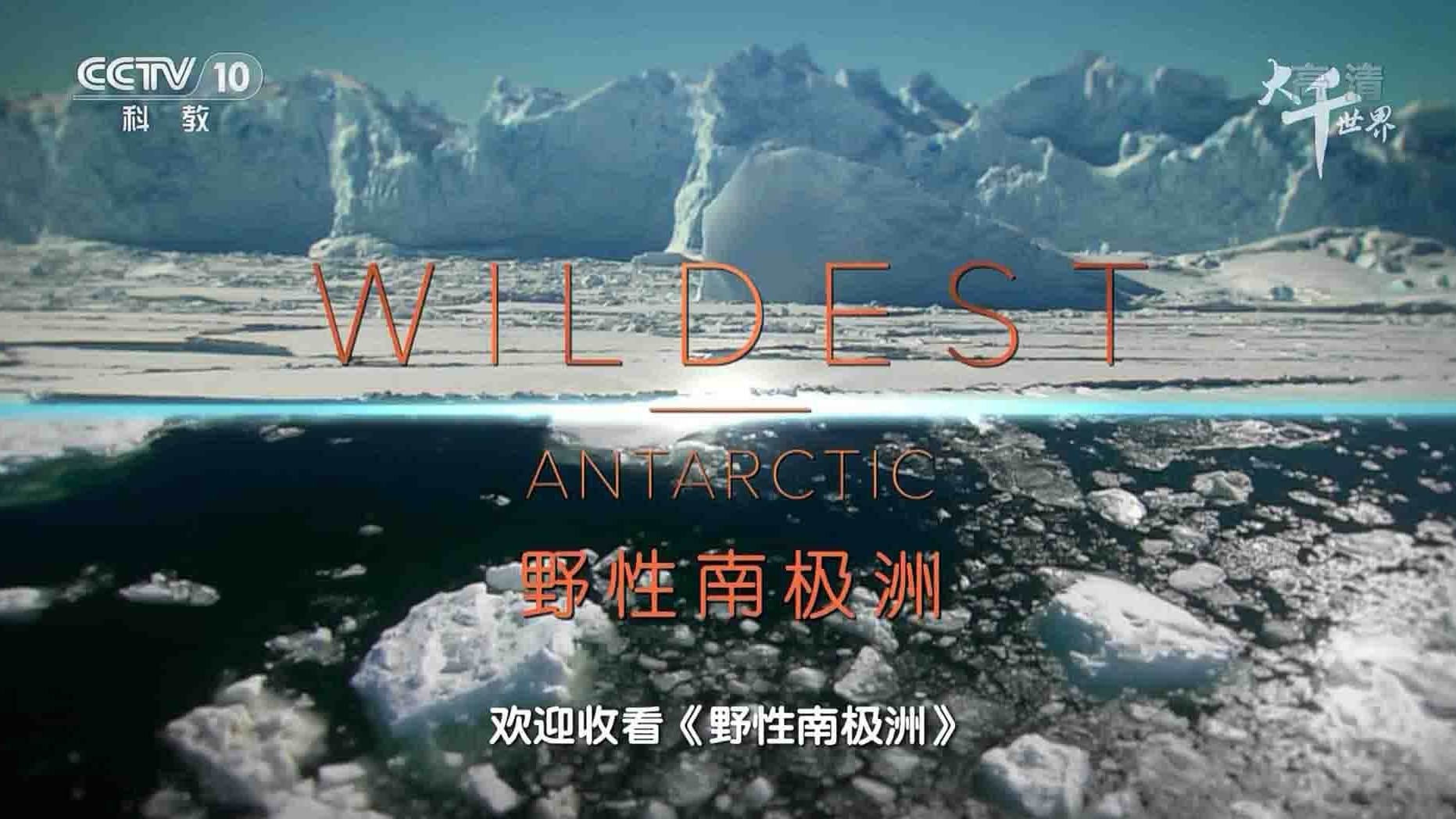 央视纪录片《野性南极洲 Wildest Antarctic 2018》全4集 国语中字 1080P高清网盘下载