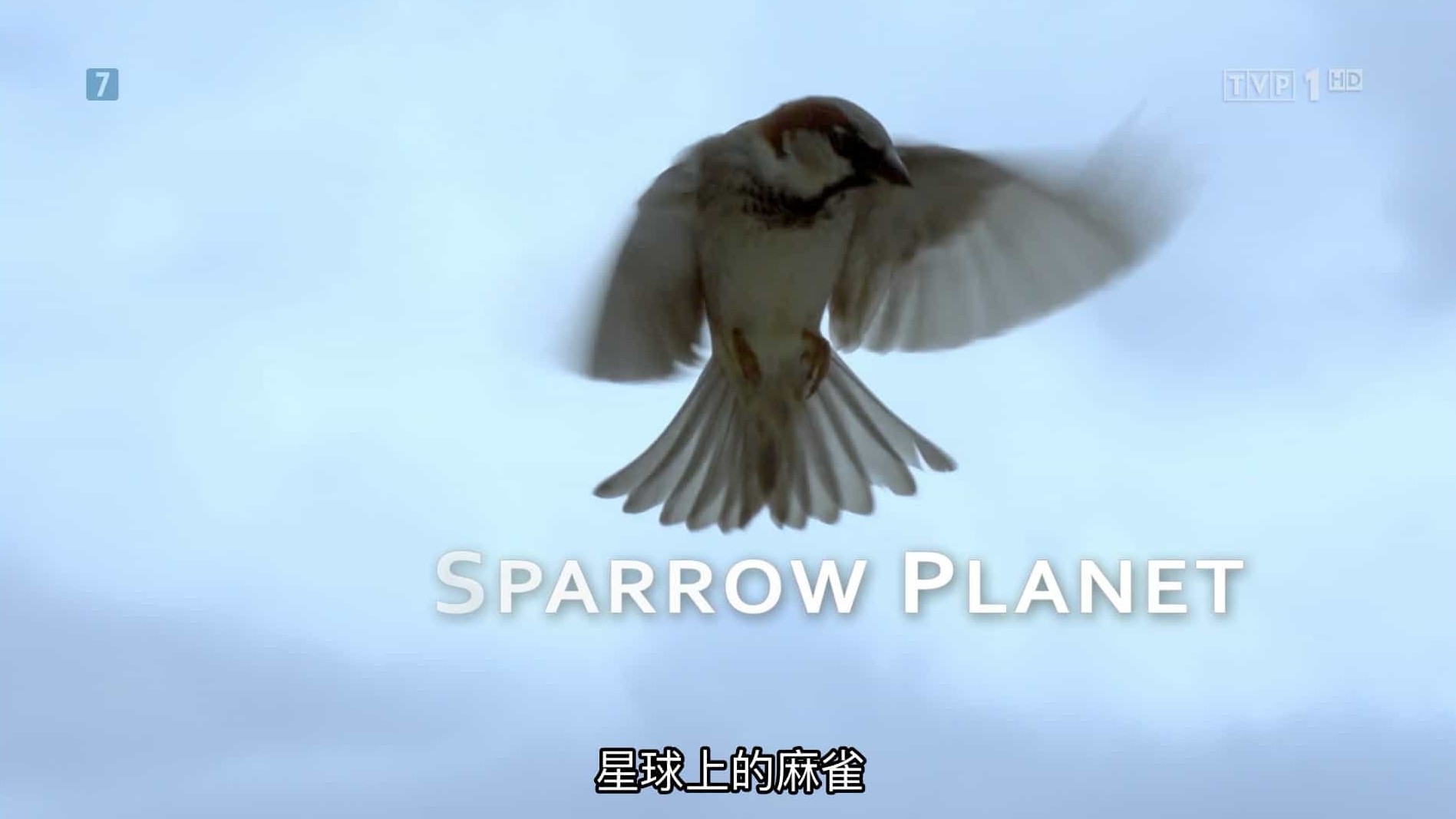 德国纪录片《星球上的麻雀 Sparrow Planet 2013》全1集 俄语中字 1080P高清网盘下载