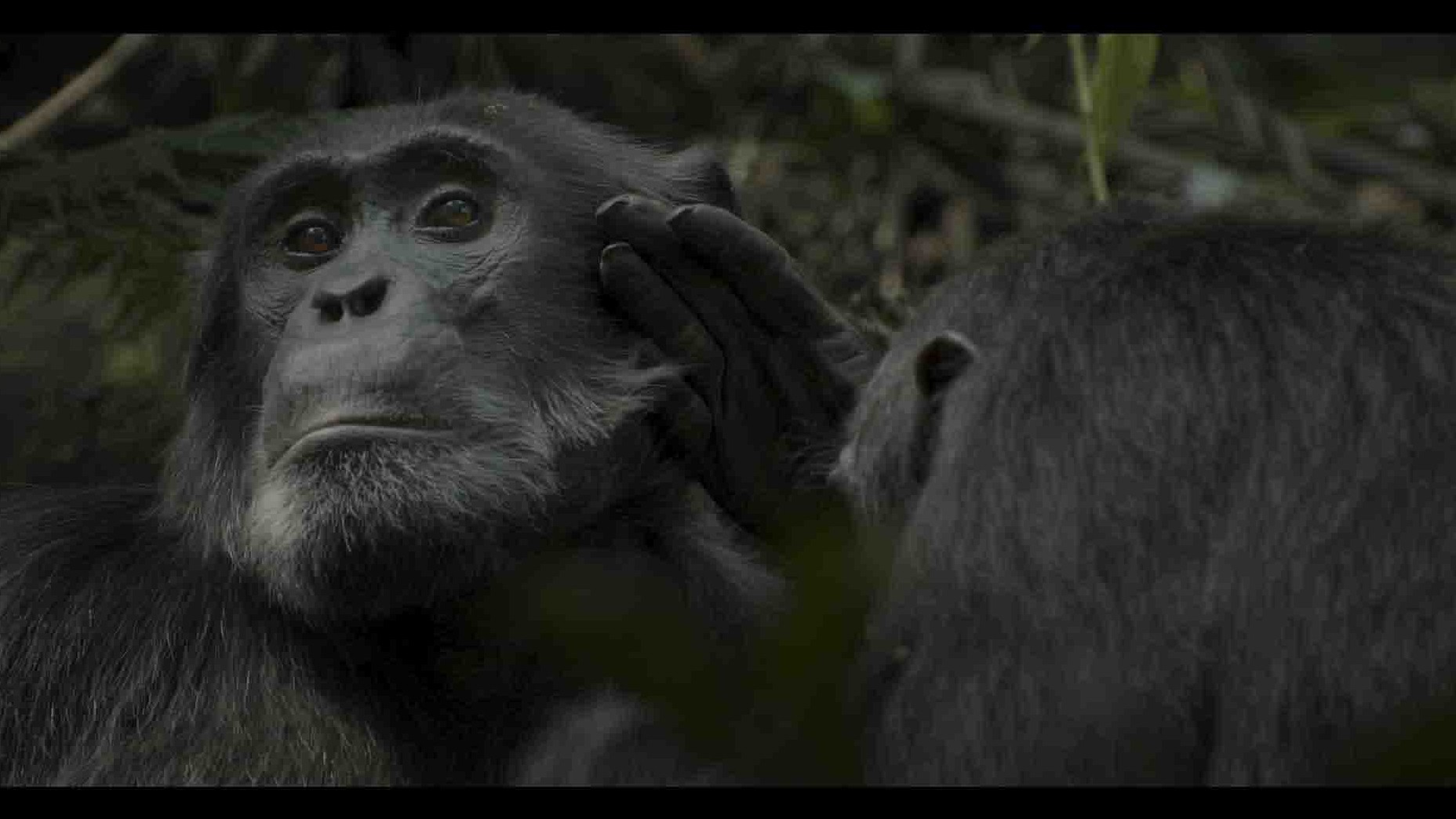 Netflix纪录片《黑猩猩帝国 Chimp Empire 2023》全4集 英语多国中字 1080P高清网盘下载