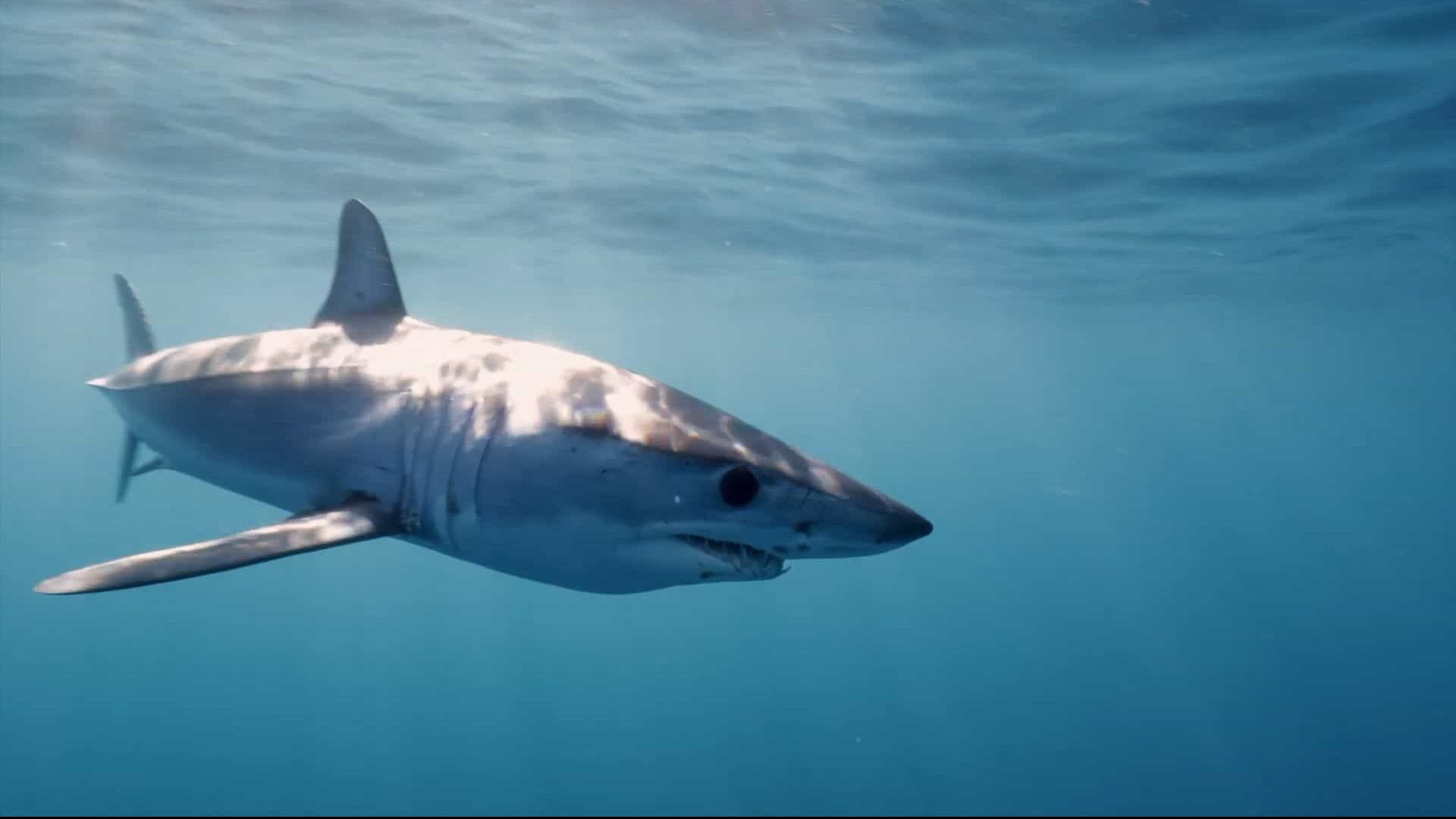 国家地理《鲨鱼宝宝成长记 Baby Sharks 2022》全1集 英语中英双字 1080P高清网盘下载