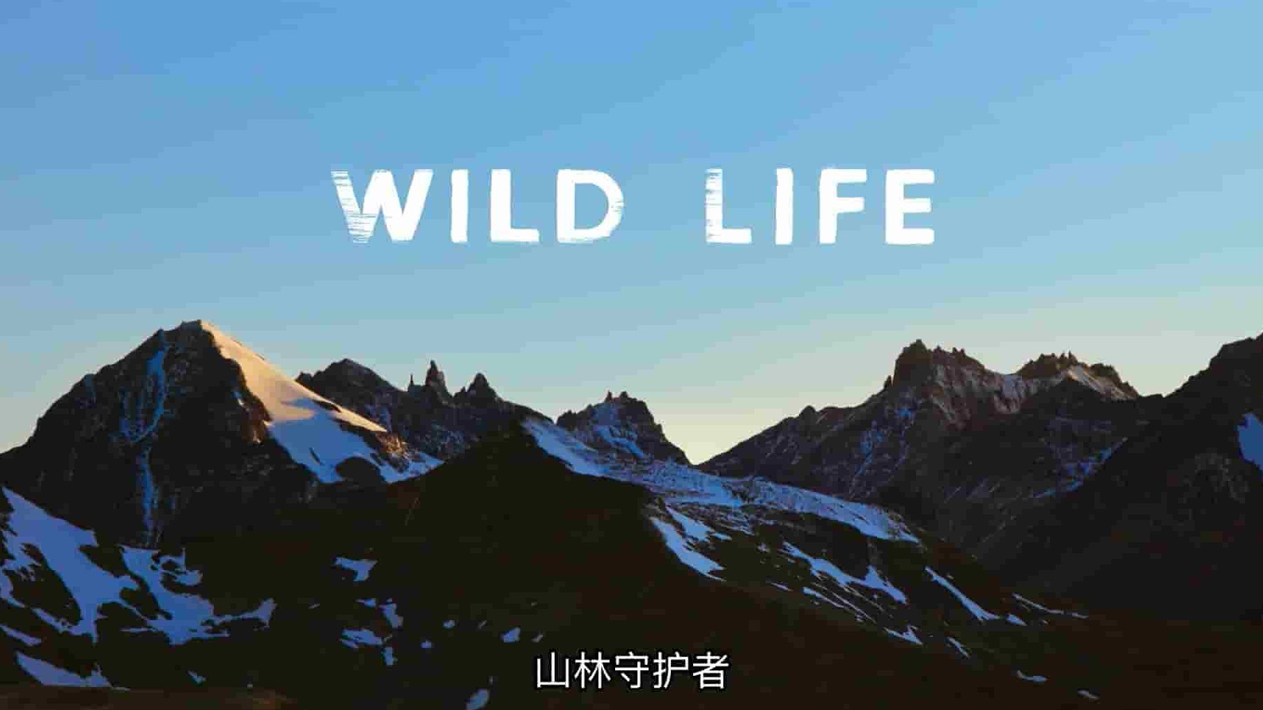 国家地理《野生动物 Wild Life 2023》全1集 英语官方中字 1080P高清网盘下载