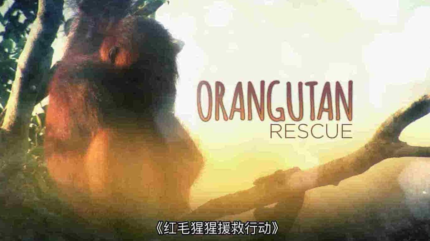 国家地理《红毛猩猩救援行动 Operation Orangutan 2015》全1集 英语多国中字 1080P高清网盘下载