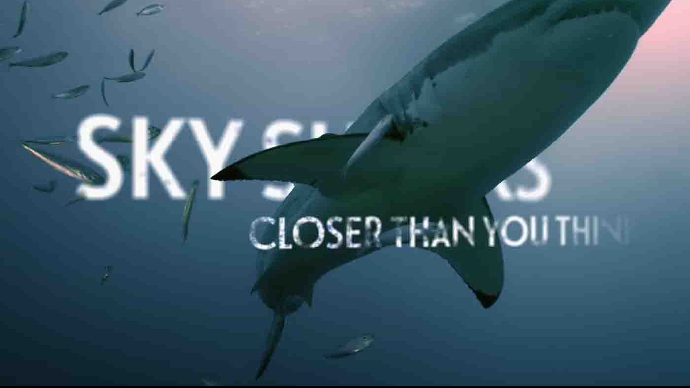国家地理《鸟瞰鲨鱼 Sky Sharks 2022》全1集 英语多国中字 1080P高清网盘下载