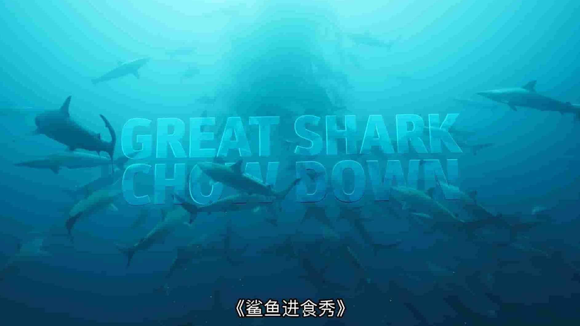 国家地理《鲨鱼进食秀 Great Shark Chow Down 2019》全1集 英语多国中字 1080P高清网盘下载