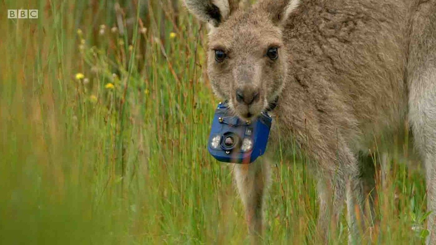 BBC纪录片《假如动物会摄影 Animals with Cameras 2021》第2季全2集 英语中英双字 1080P高清网盘下载