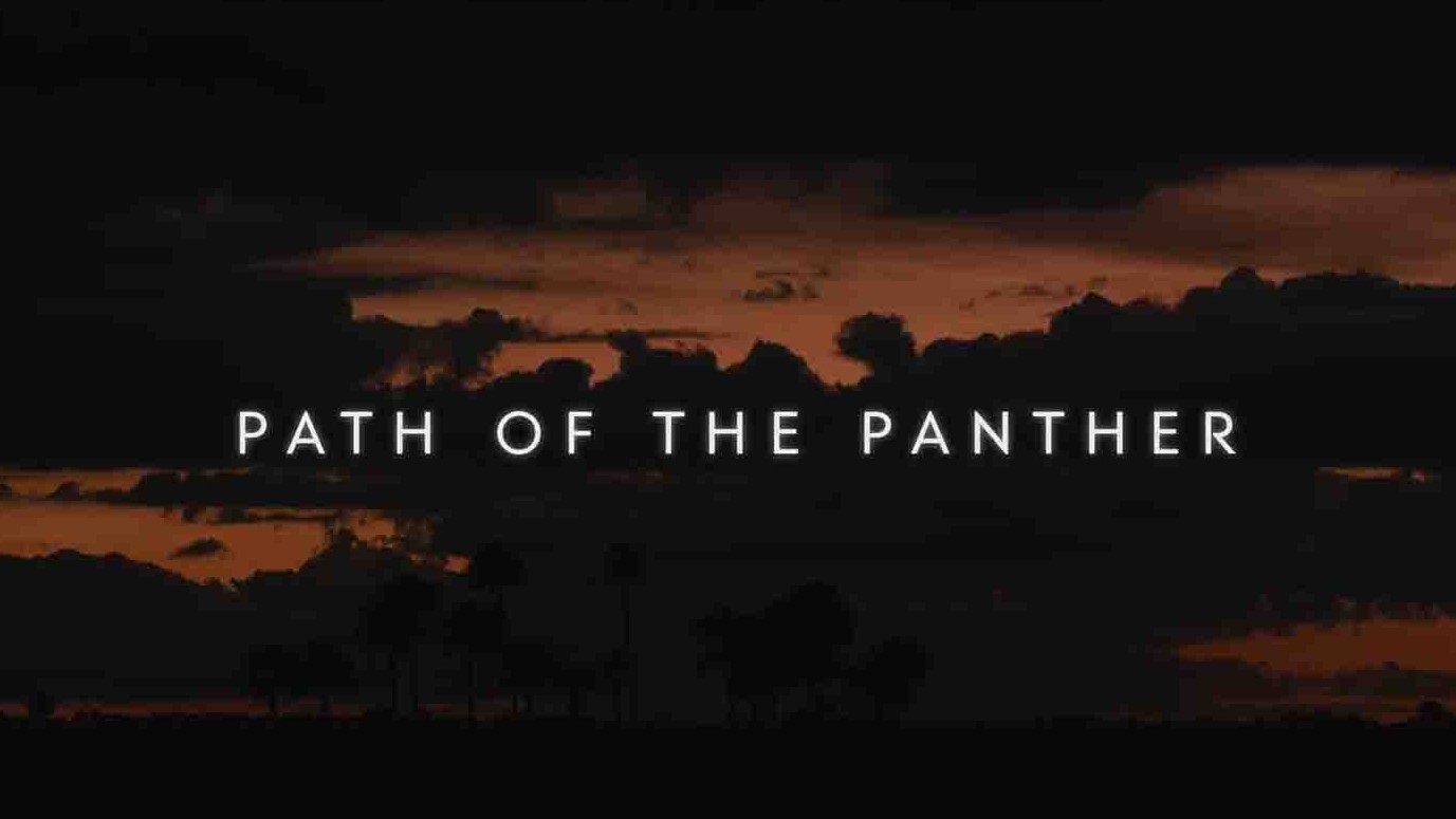 国家地理《黑豹之路 Path Of The Panther 2022》全1集 英语中英双字  1080P高清网盘下载