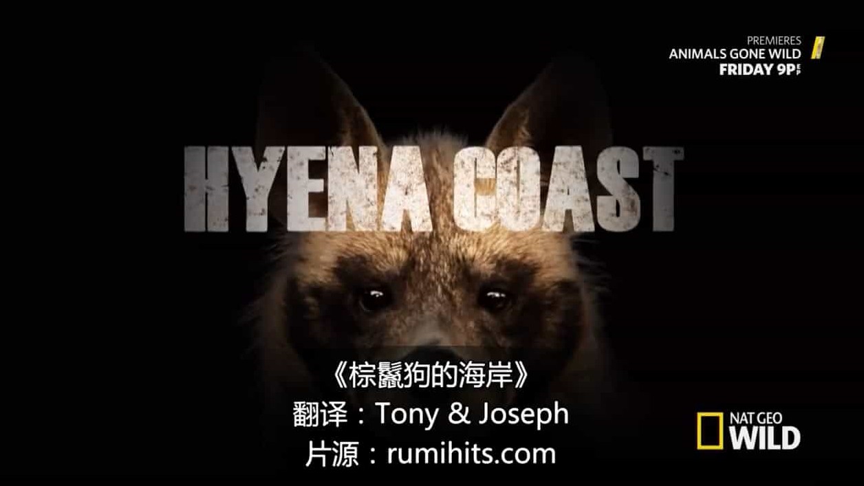国家地理《棕鬣狗的海岸 Hyena Coast 2014》全1集 英语中字 720P高清网盘下载
