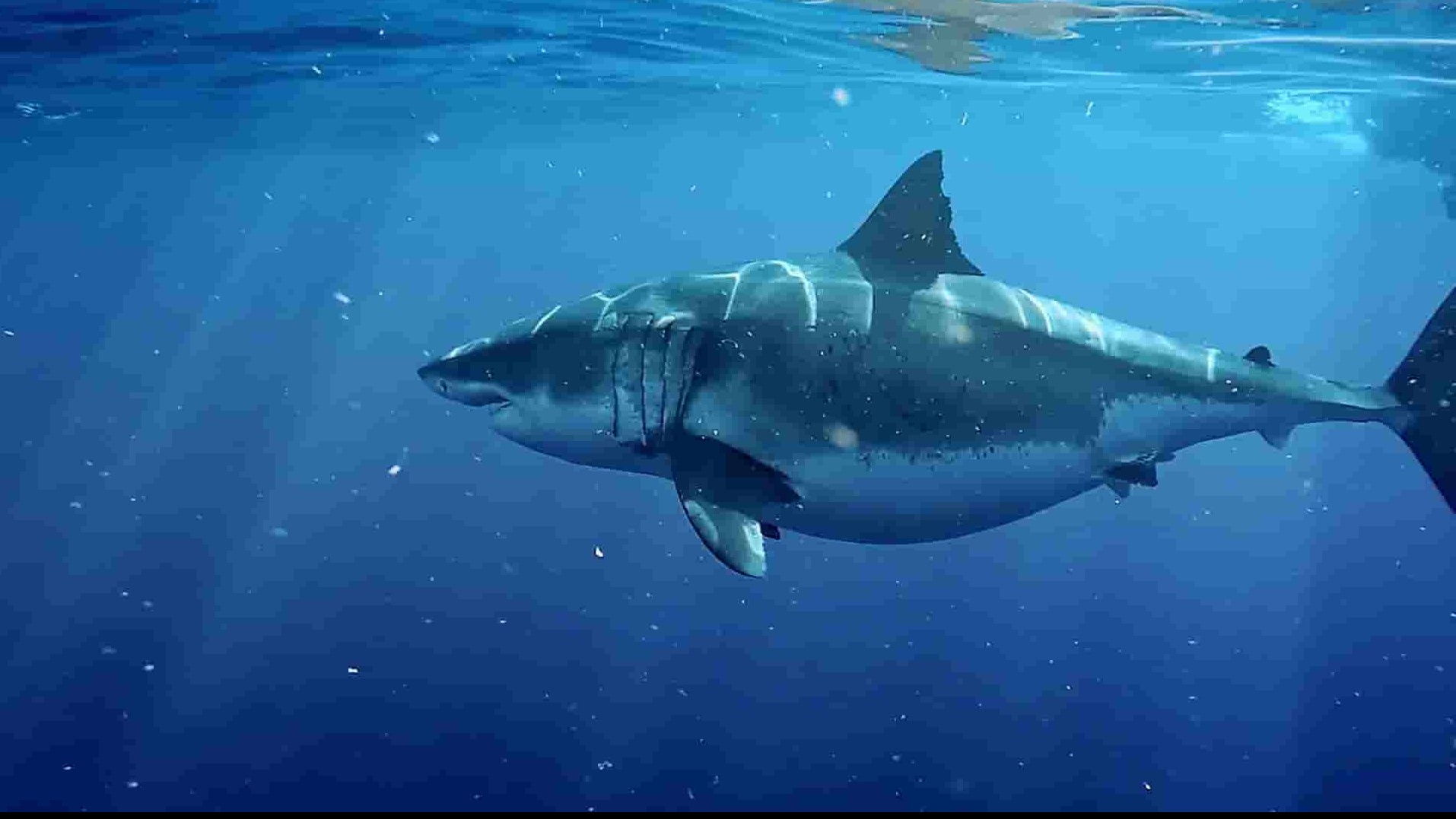 国家地理《世上最大大白鲨:夏威夷探险 Worlds Biggest Great White 2019》全1集 英语多国中字 1080P高清网盘下载