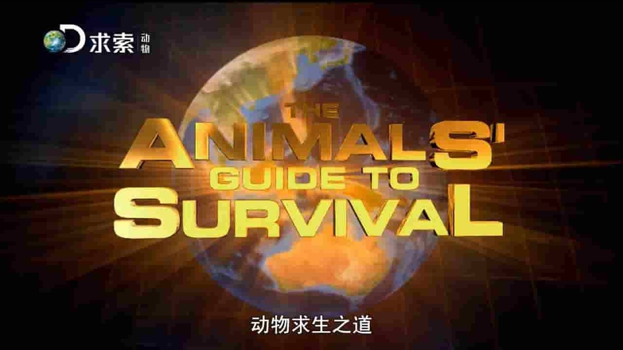 探索频道《动物求生之道 The Animals’ Guide to Survival 》全7集 英语中字 720P高清网盘下载 