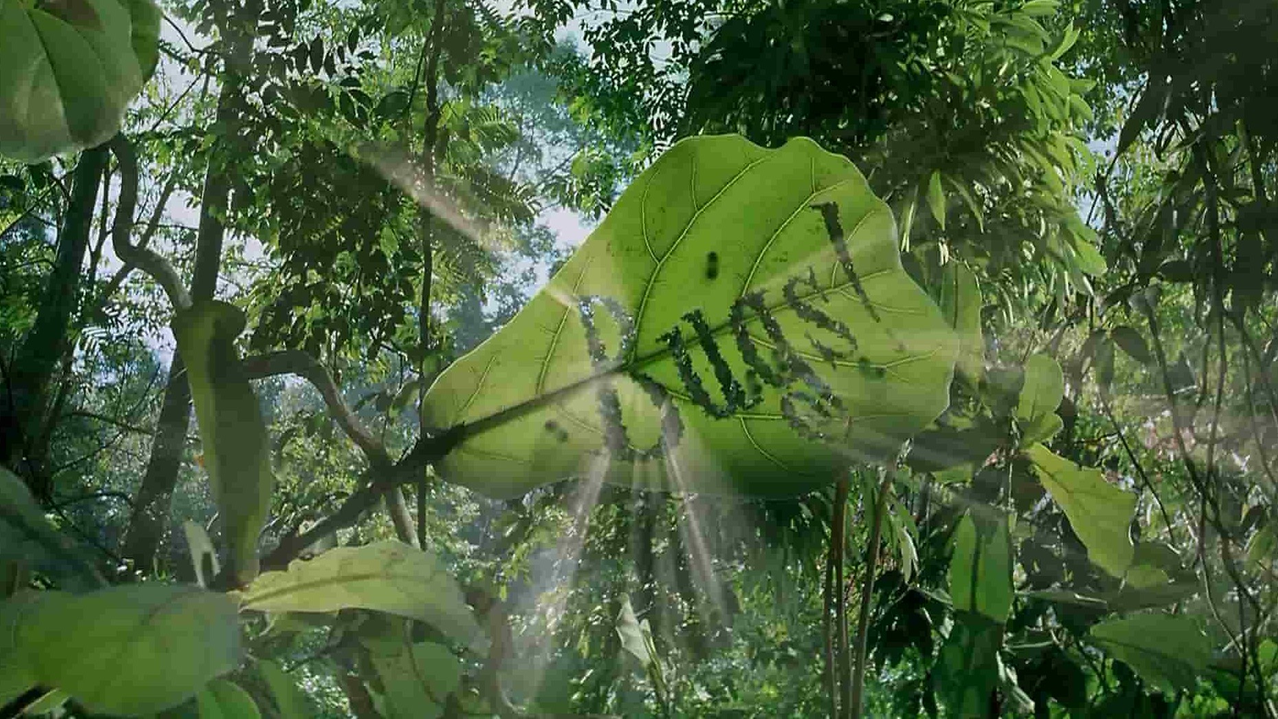 IMAX纪录片《热带雨林里的昆虫 Bugs A Rainforest Adventure》全2集 英语中字 1080P高清网盘下载