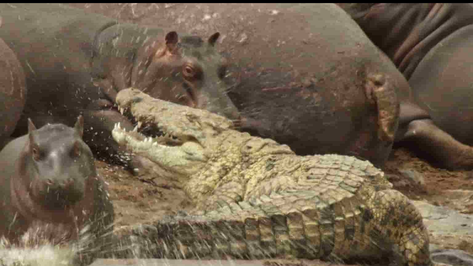 国家地理《河马与鳄鱼 Hippo vs Croc 2014》全1集 英语中英双字 1080P高清网盘下载