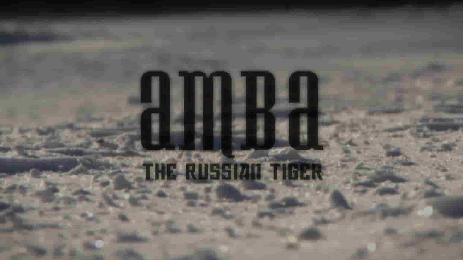 动物星球《安巴：俄罗斯之虎 Amba: The Russian Tiger》全1集 英语中英双字 1080P高清网盘下载