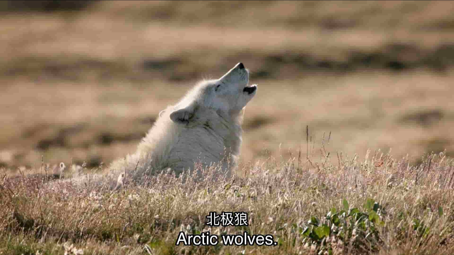 加拿大纪录片《北极狼：极地幽灵 White Wolves: Ghosts of the Arctic 2017》全1集 英语中英双字 1080P高清网盘下载
