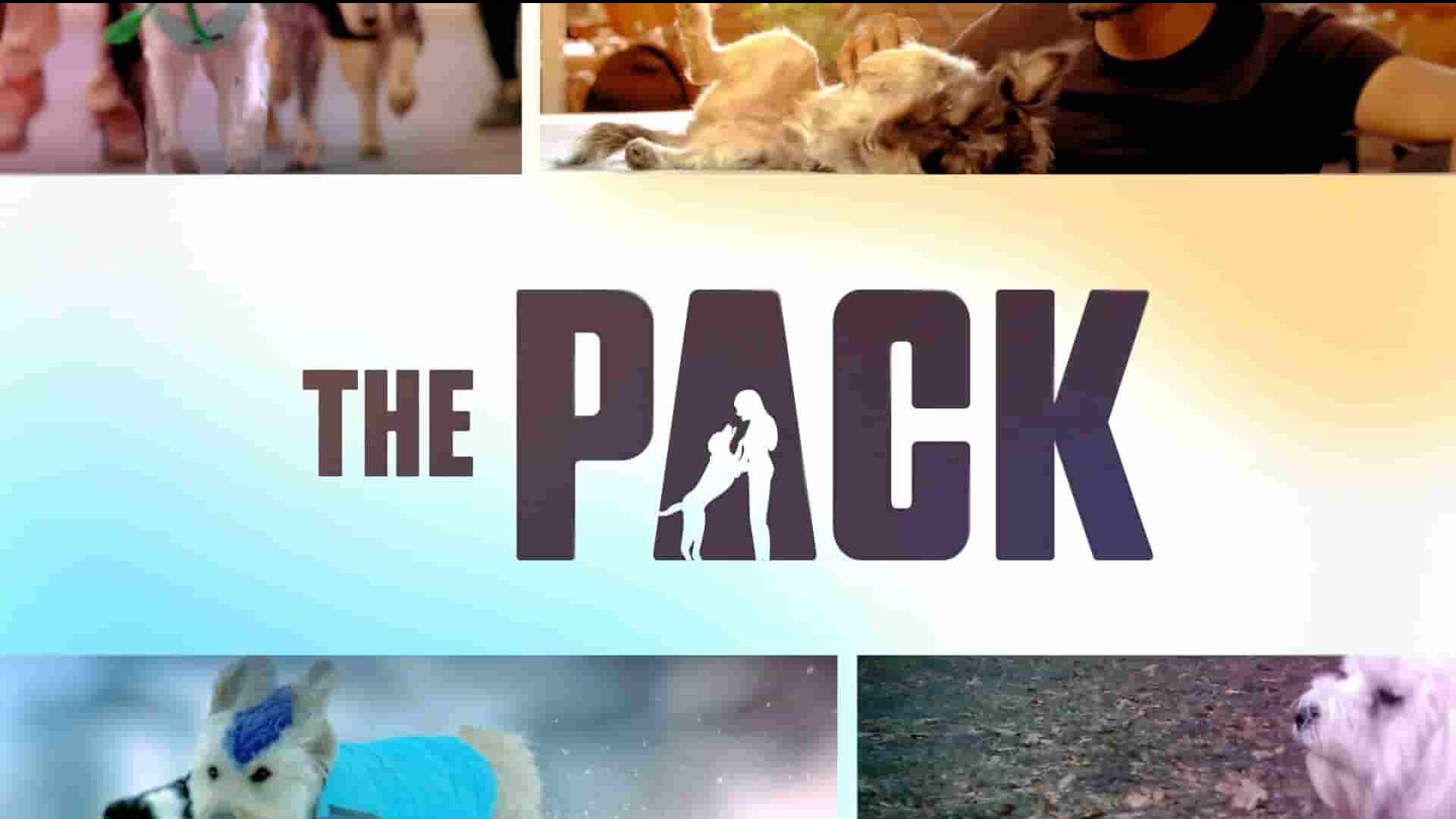 Amazon纪录片《爱宠结伴大冒险 The Pack 2022》第1季全10集 英语中英双字 1080P高清网盘下载