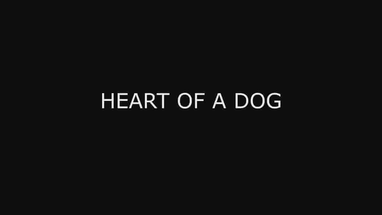 美国纪录片《狗心 Heart of a Dog 2015》全1集 英语中字 720p高清 网盘下载